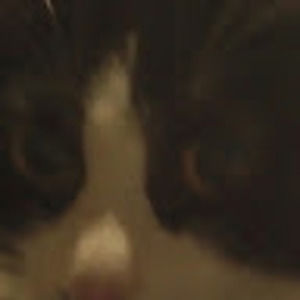 Meet your Posher, Peyton